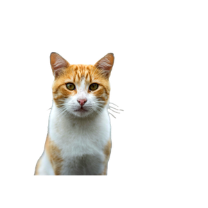 Portrait Of A Ginger Cat With A Calm Ocean Backdrop, Perfect For Animal Lovers. 14797 - Cat PNG image with transparent background